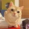 人间小梨