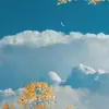 SoftVibe