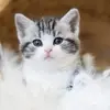 ComfortSeeker