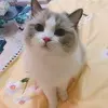 SoftLifeVibe
