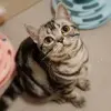 SmallJoyFinder