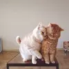 KindHeartDaily