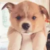 LifeVibeDaily