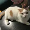 爱车阿朗