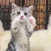 爱车漫游者