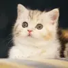 向阳踏车行
