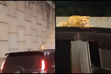Koleksi “Komedi Jalan Raya” Malaysia: Detik‑detik Kejadian Pemanduan yang Membuat Anda Ketawa Sambil Geleng Kepala